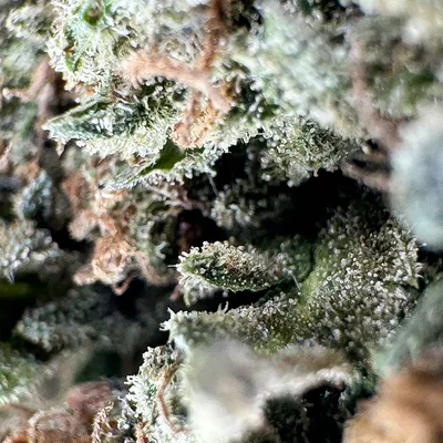 Strawberry Haze
