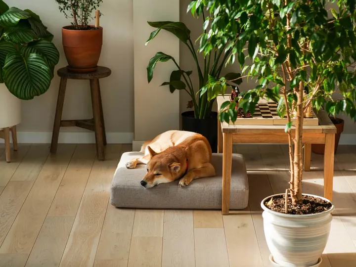 CBD and Pets: What You Need to Know About Safety and Responsible Use