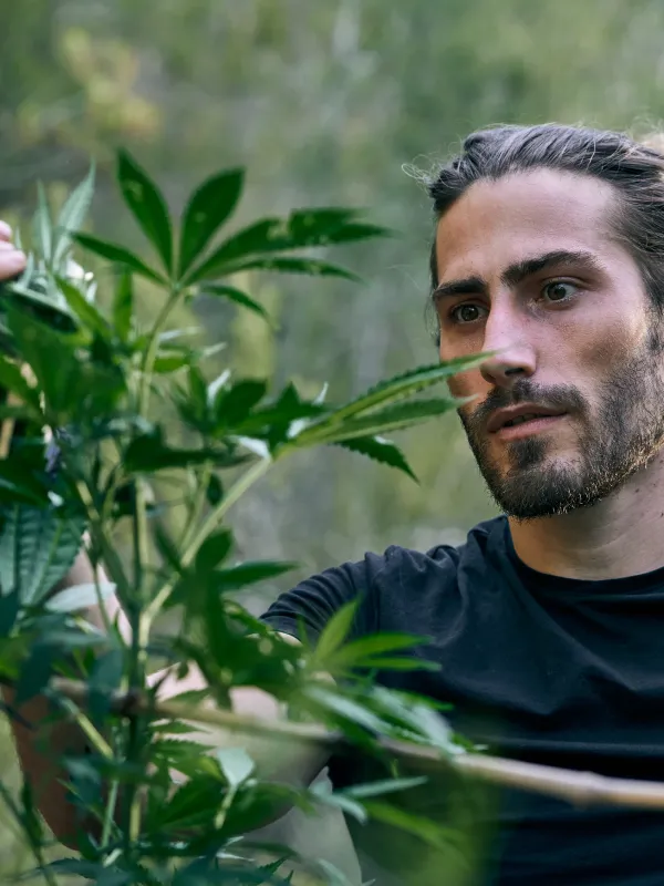 CBD flower
