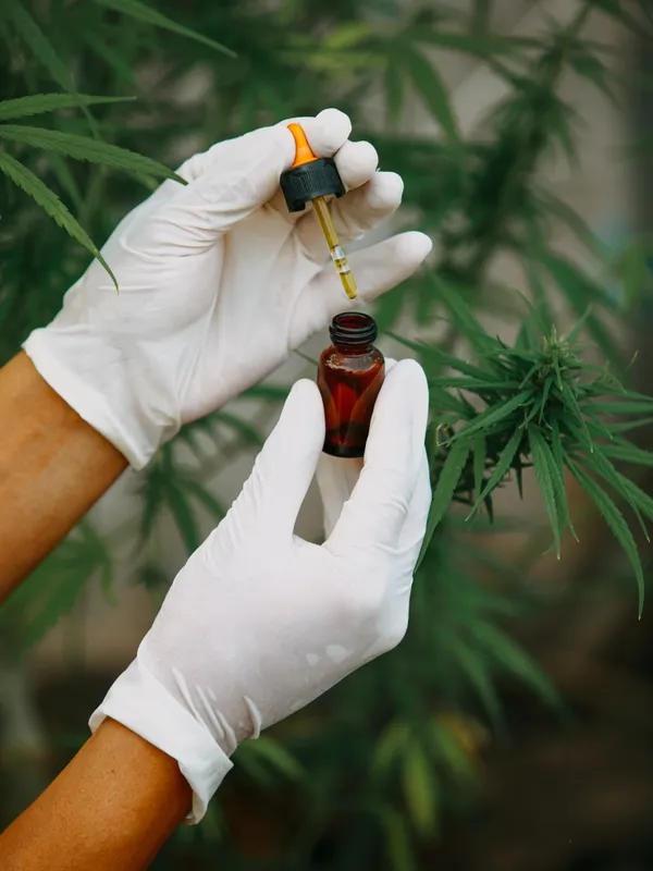 Cannabis plant
