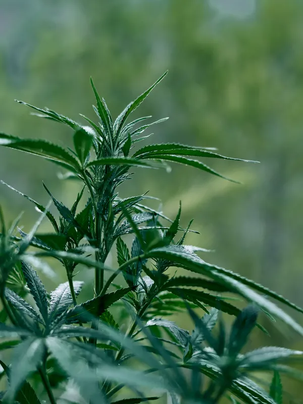 Cannabis plant